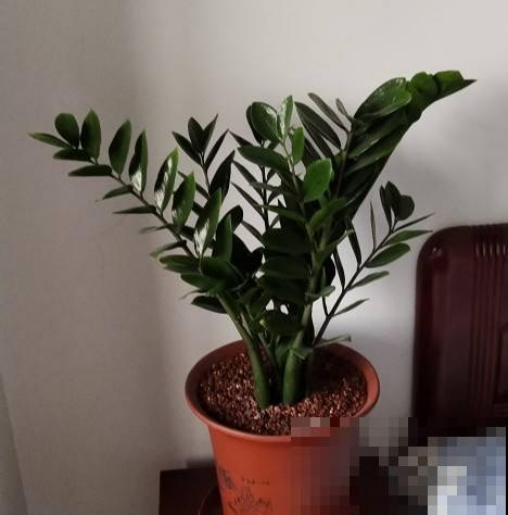 这10种耐阴花，摆客厅真好看，养一盆就上瘾！