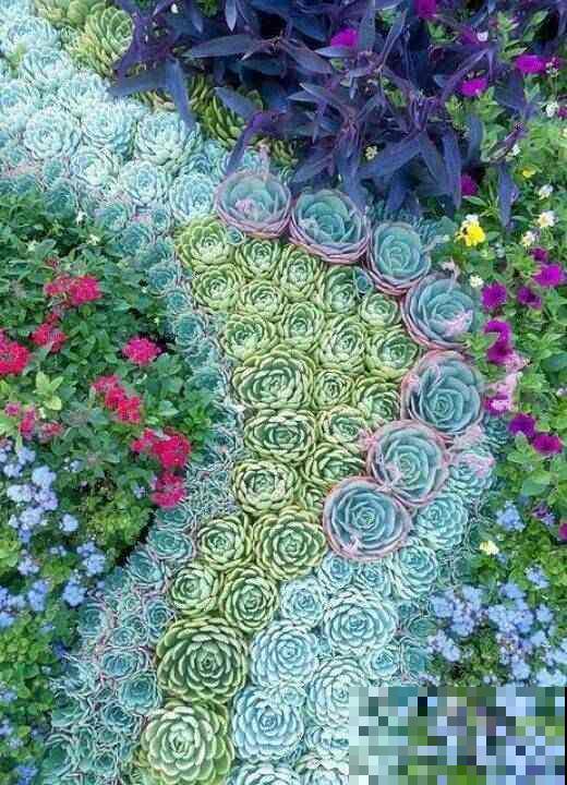 多肉不腐不软，一冬长大三四倍，原来是这么养出来的！