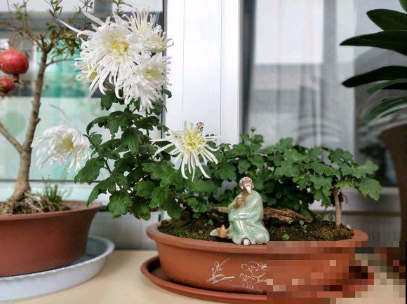 人养花，花也养人，越养你的气质就越好！