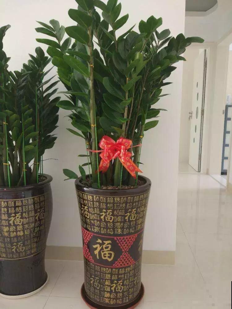 养花不如种树，大型植物摆客厅，气派又有面子！