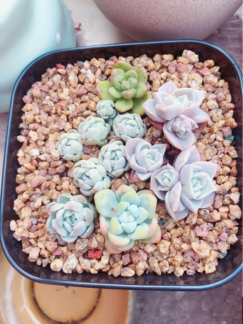 多肉铺面到底干嘛使？几十年的老花农：用处多得很