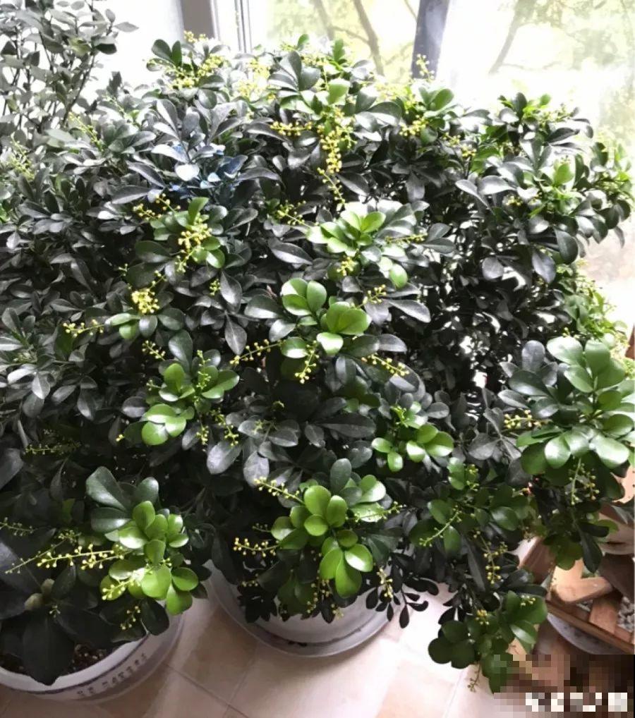 最适合冬天养的4种花，杀菌去异味，养一盆顶个空气净化器！