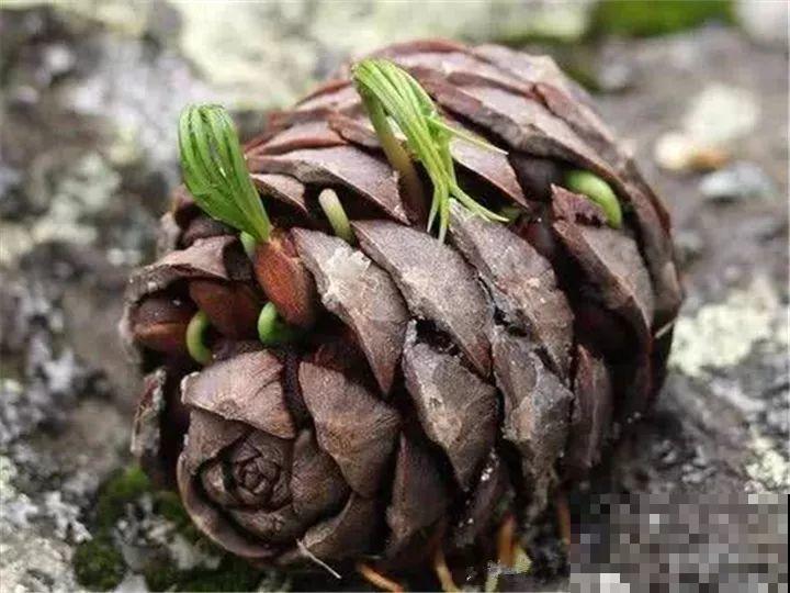 山上捡了一筐宝贝，埋一半露一半，竟然长出小盆景！