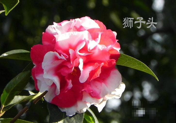 茶花迎来盛花期，16个最美品种，养一棵就足了！