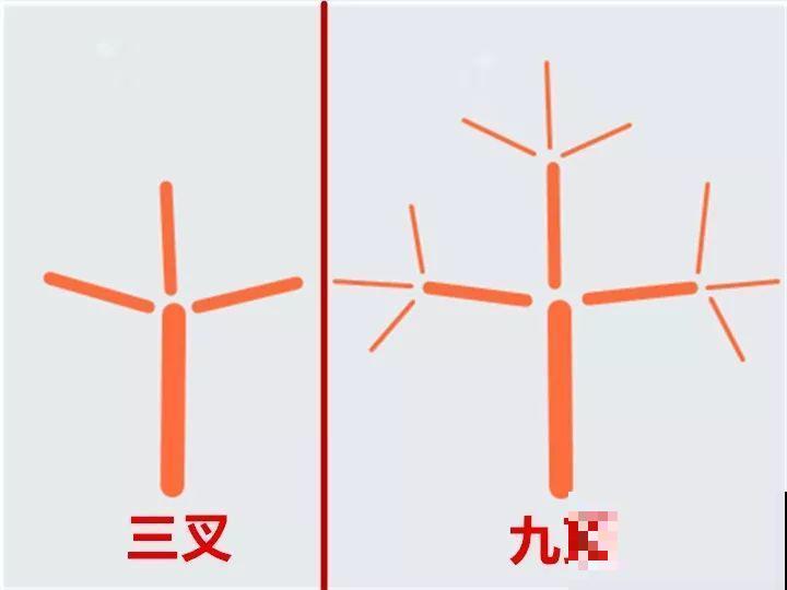 最受欢迎的花，修修剪剪，立马就变的不一样了