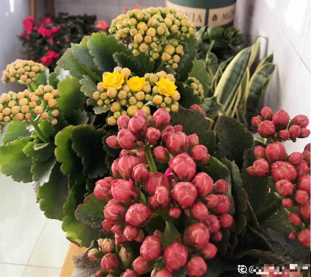 长寿花搬回家，记住“四不要”，免得掉得满地都是花苞！