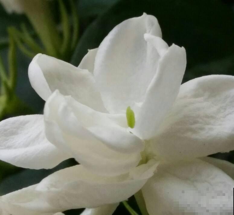 茉莉买回来一处理，开花一朵接一朵，满屋都是香味！