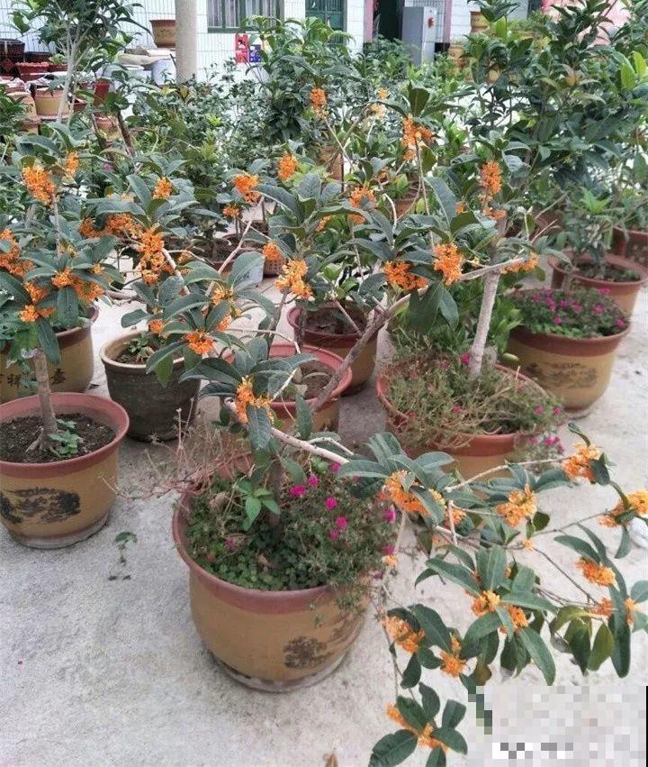 家里有这花，冬天不能太保暖，低温冻一冻开花才更旺！