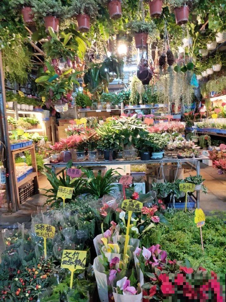 12月逛花市，这花好看又好养，遇到赶紧抱回家！