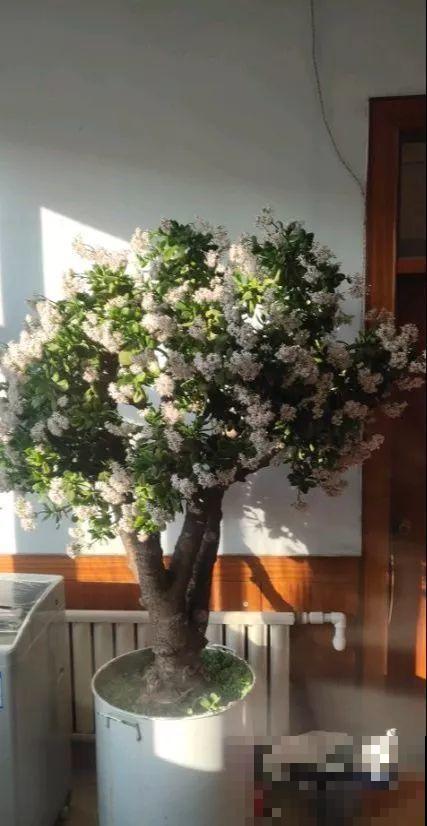 客厅就养这4种花，威武霸气，开花还漂亮！