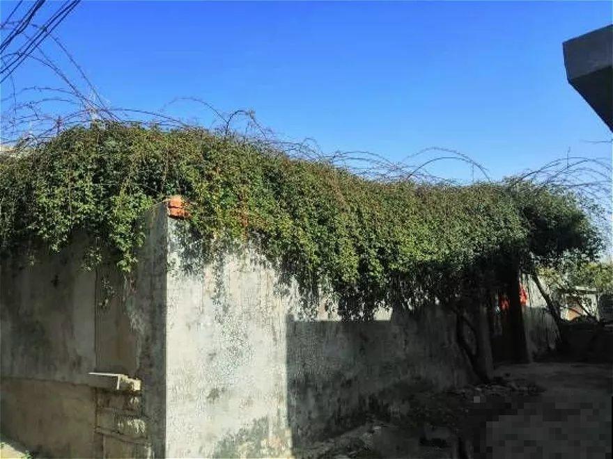 这花最适合用来做盆景，造型剪好了，身价能翻好几倍！