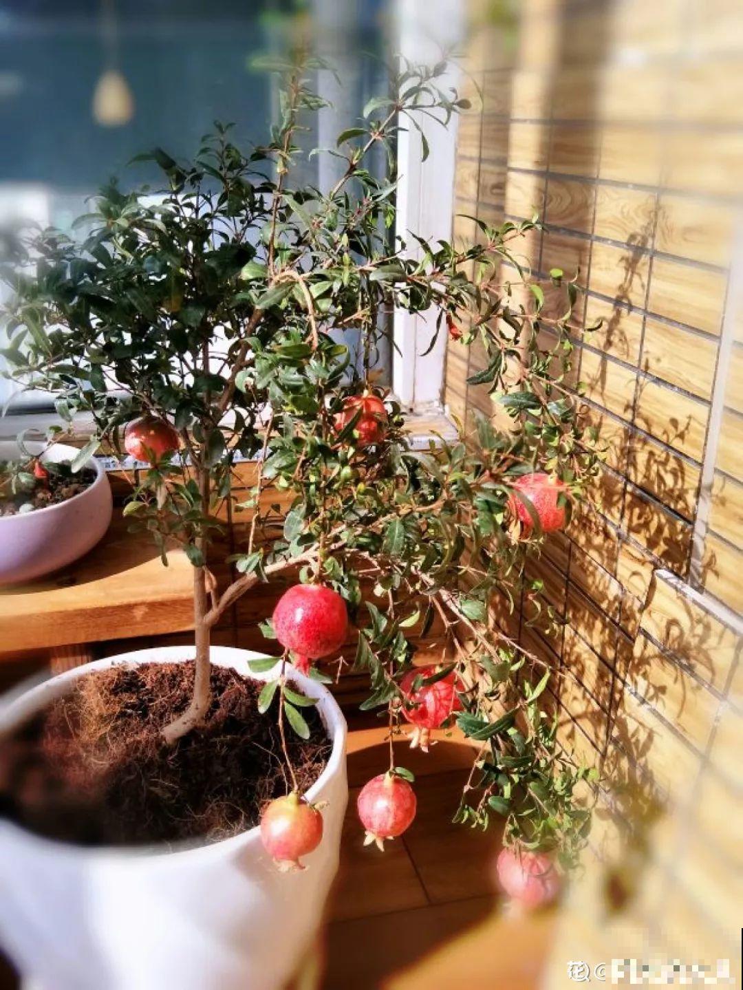 这5种花就适合冬天养，满盆都是金果子，好吃又好看！