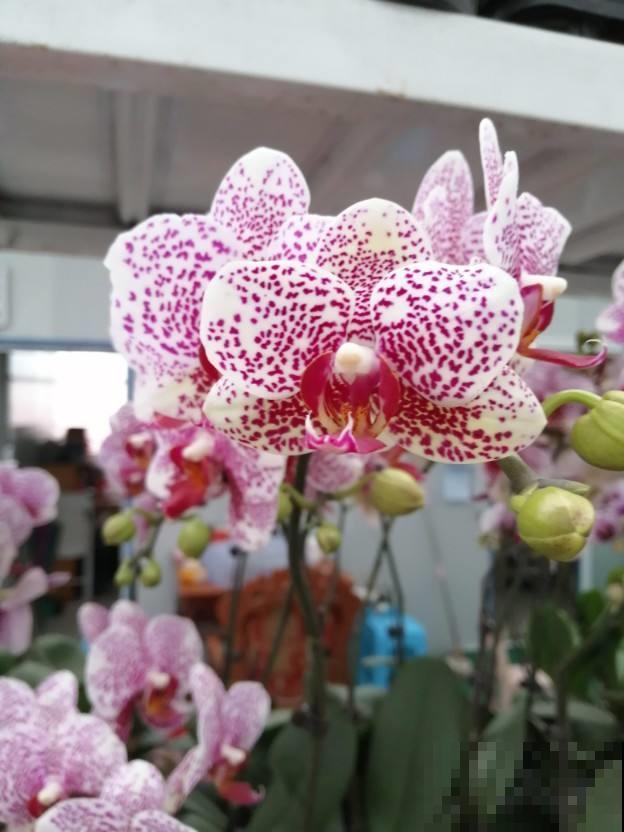 几块钱买的蝴蝶兰，这么一养壮得像假花，开花溢满花盆！