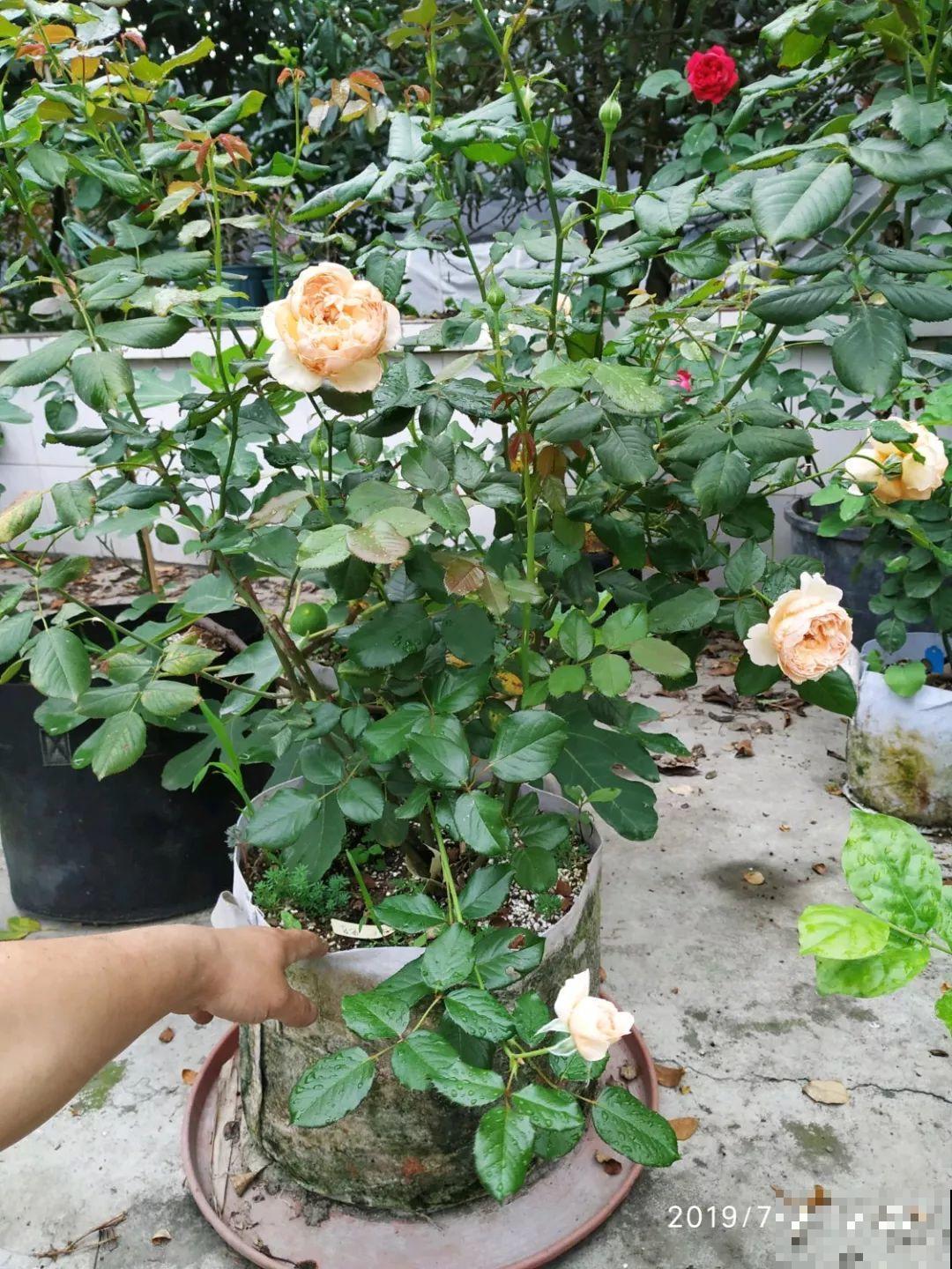养这花不用土，装进塑料袋喷喷水，叶子绿油油越长越好！