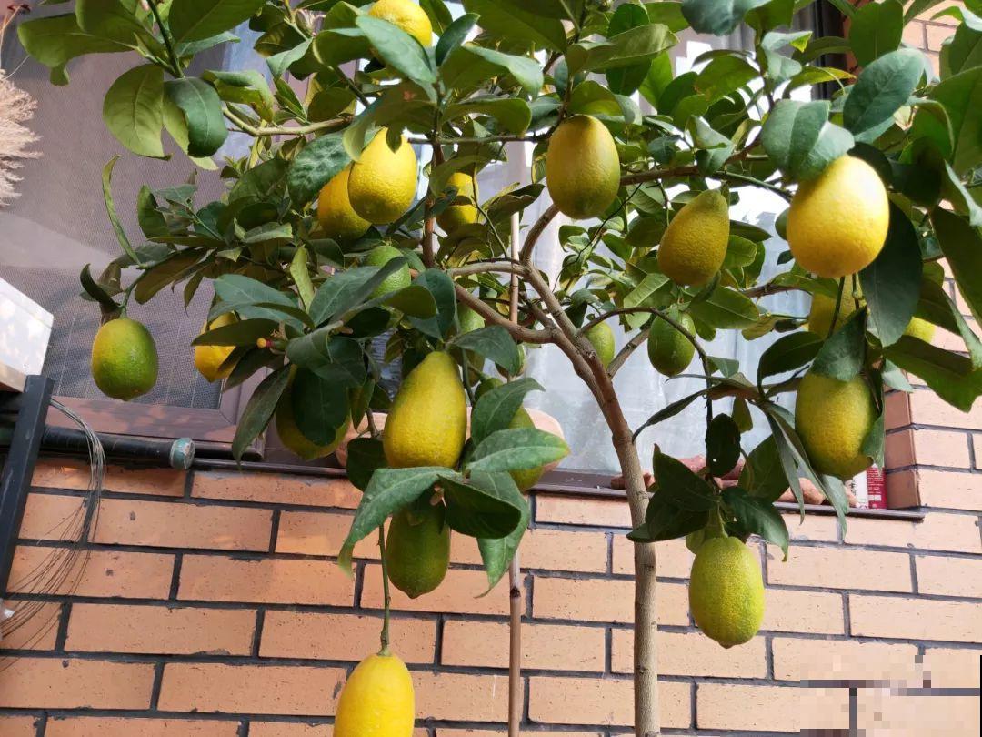 14种香水花，家里摆一盆，满屋子都是香味！