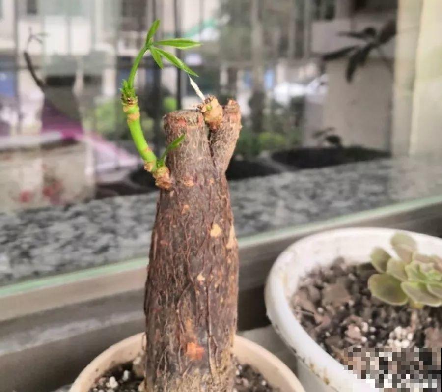 高价买的守家树，穷养才能长得旺，一盆能活20年！
