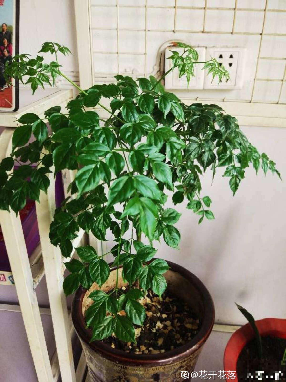 养花不如种树，大型植物摆客厅，气派又有面子！