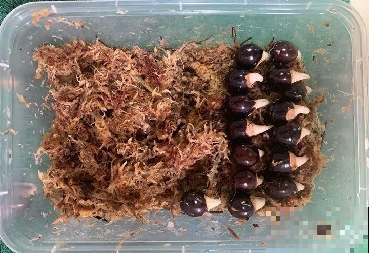 5块钱的水果埋土里，半年养成守家树，邻居都想花钱买！