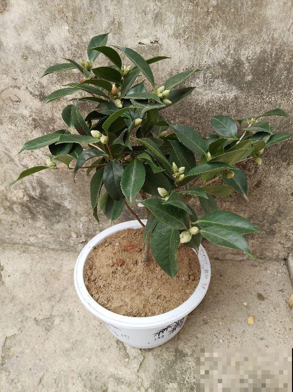 花市又出新骗术，买花前要注意这3点，谨防买花“踩坑”