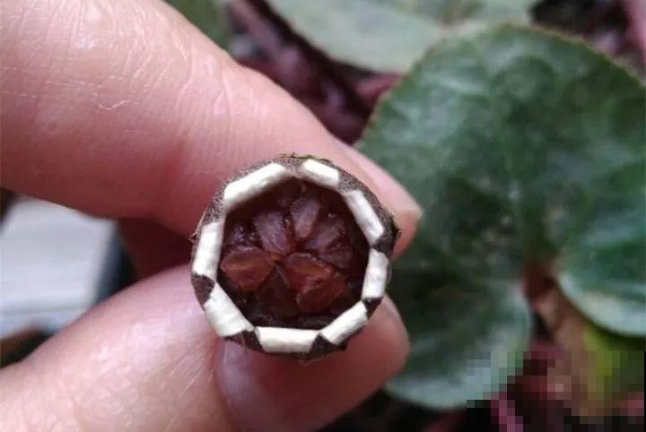 养这花真赚钱，一年能生3麻袋，邻居朋友抢着要！
