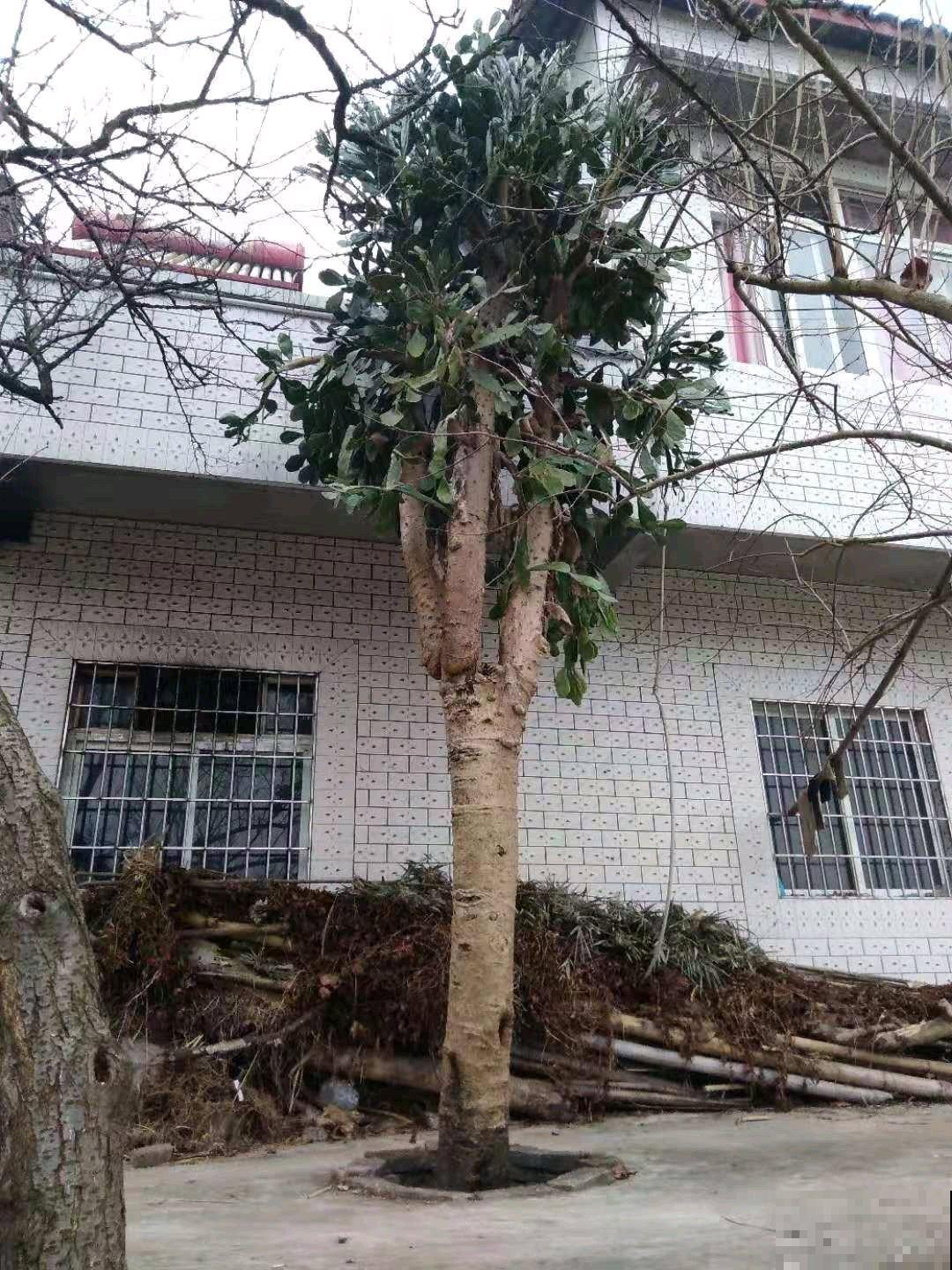 老家一棵仙人掌，长得比2层楼还高，开花满树金黄！