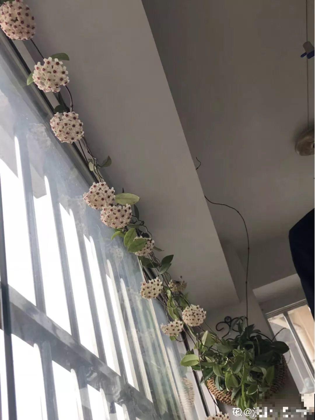 11种耐阴花，光不好也能嗖嗖长，开出2米大花墙！