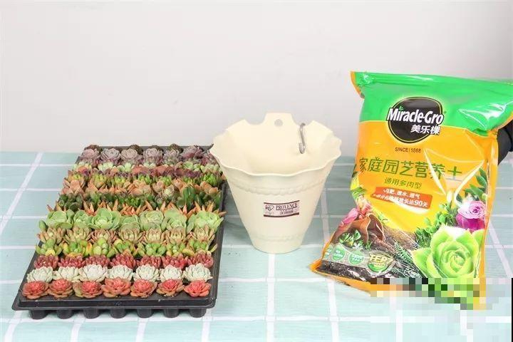 比绿萝还好养的花，一块钱一棵，就适合现在种！
