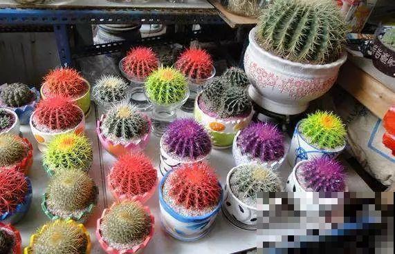 看见这花可别买，忍住，小心被忽悠，花钱买气受！