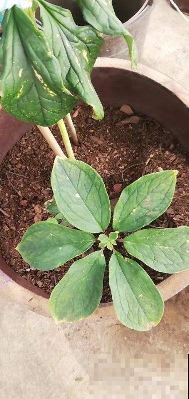 它模样奇特宛如仙草，有它的地方蛇都不敢靠近，能见一面超幸运！