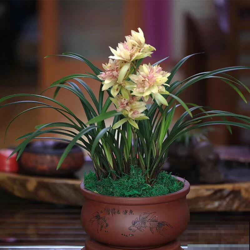 她家兰花开得太香，家里人以为打翻香水，原来是因为做了这几件事