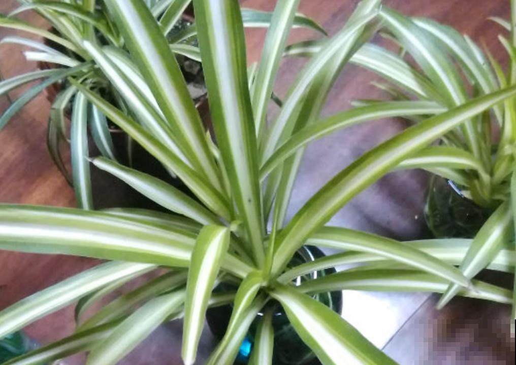 懒人水培植物，就选这3种，轻松又好养！