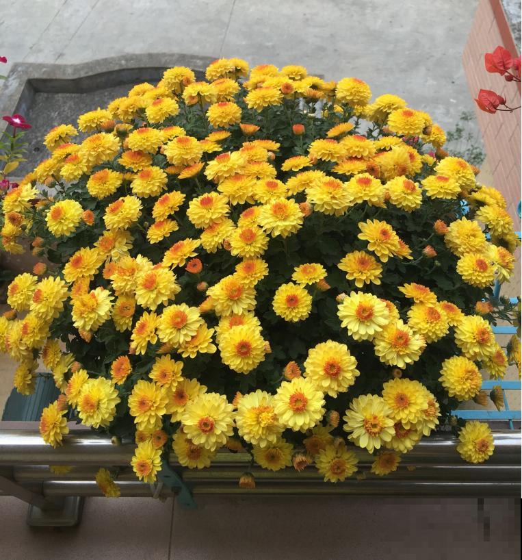 老妈养的菊花，一次开花上千朵，越冷颜色越好看！