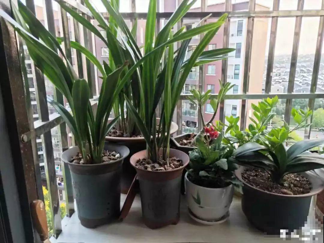 室内养花太难？记住这5点，啥花都能养得好！