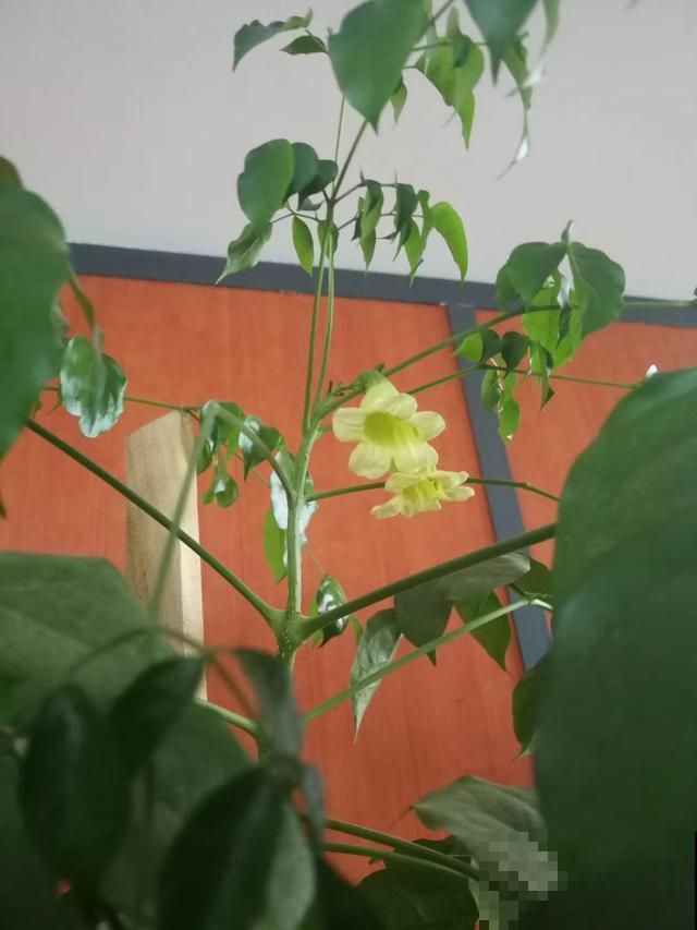 家里养了这花，开花就有好兆头，1盆顶10盆