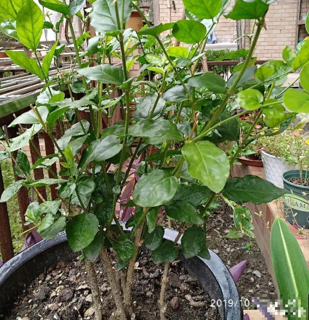 阳台封闭不通风养花，就选这8种花，能种出一个室内花园！