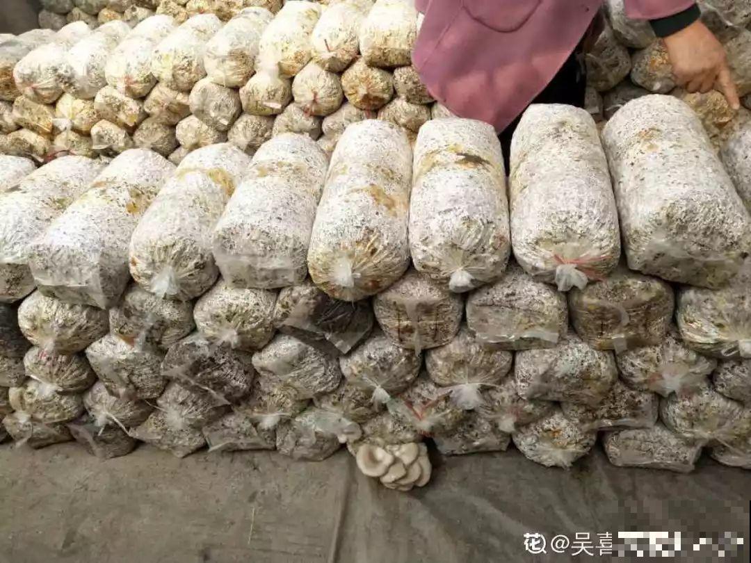 现在养盆它，10天变成小森林，过年就能上桌吃！