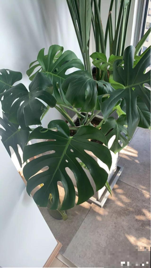 这4种花养在家里，就是一个小型的加湿器，不干不躁真舒服！