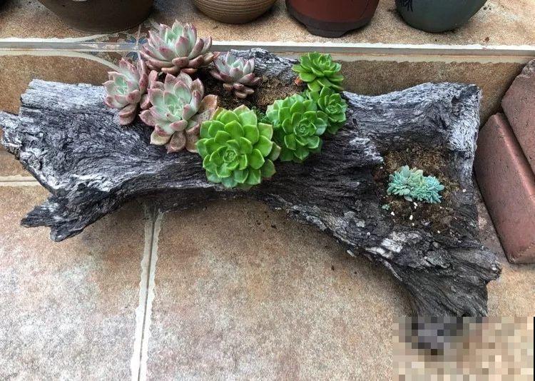 强迫症养多肉，必须摆的整整齐齐，一颗也不能乱！