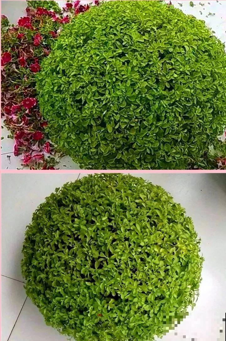 10种花，现在就得赶紧剪，不然熬不过冬天！