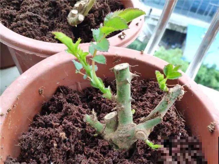 这花不能养太老，越老越不爱开花，最后变成木疙瘩！