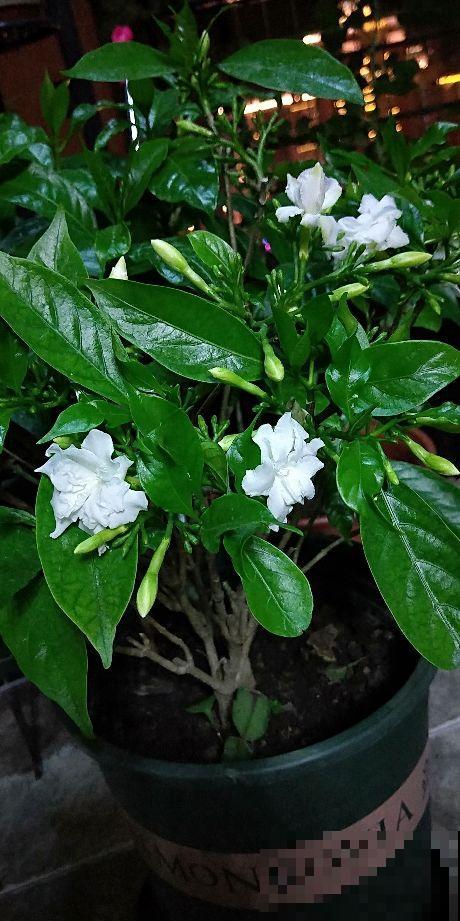 这2种花名字土，开花确实极美，邻居全都被惊艳