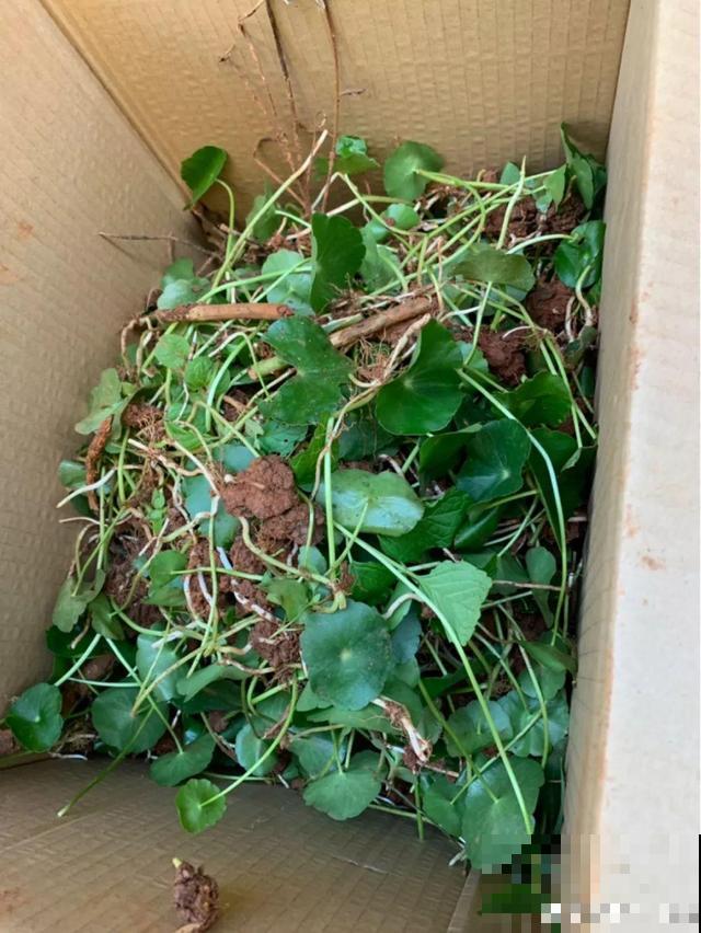 梦想的生活，花前忙碌，树下喝茶，足矣！