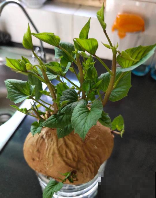 邻居半月没买菜，原来在水盆里塞了仨红薯，一天摘一大盆嫩叶吃！