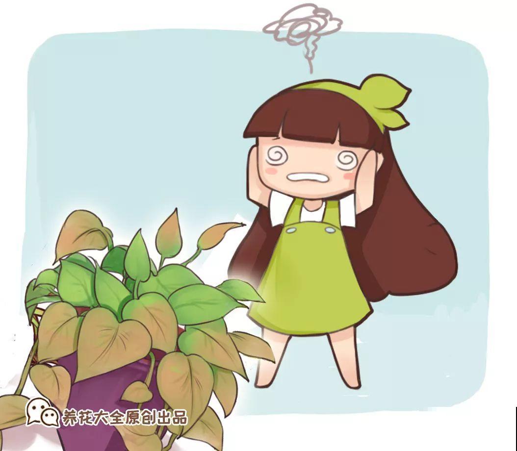 花一黄叶就挂，早治能救活，晚了一片叶子也不剩！