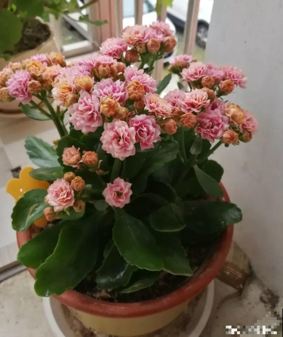 家里有这6种花，天越冷开得越旺，比绿萝还好养！