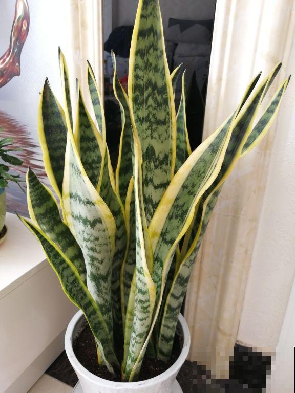 2种花，要想长得好，必须换盆，否则黄叶烂根