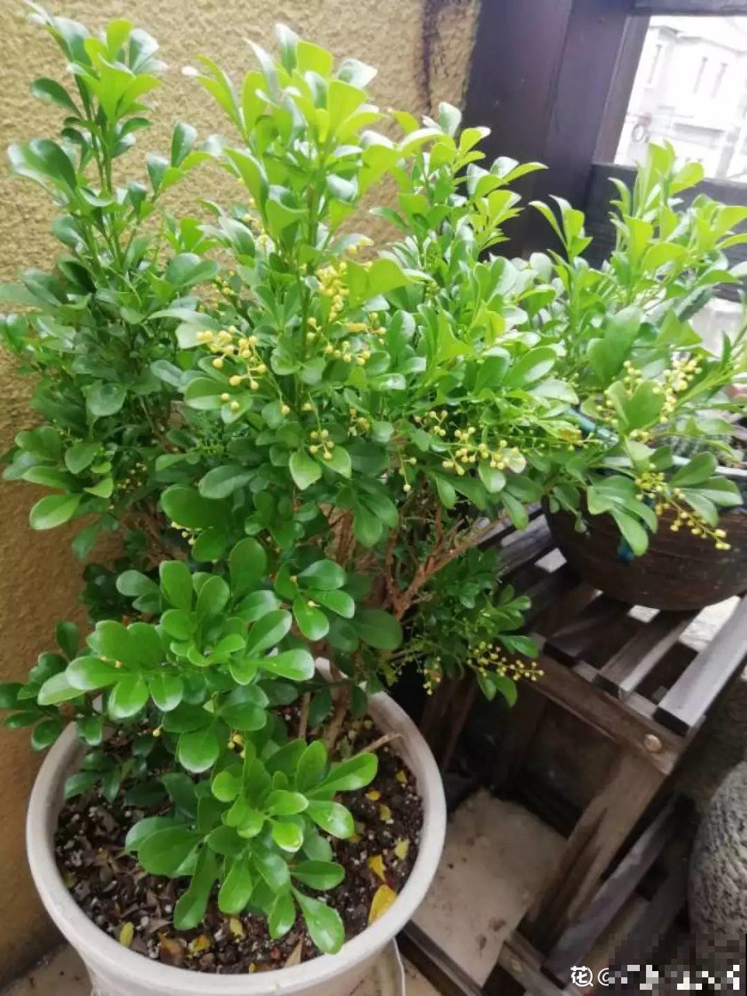 最适合冬天养的4种花，杀菌去异味，养一盆顶个空气净化器！