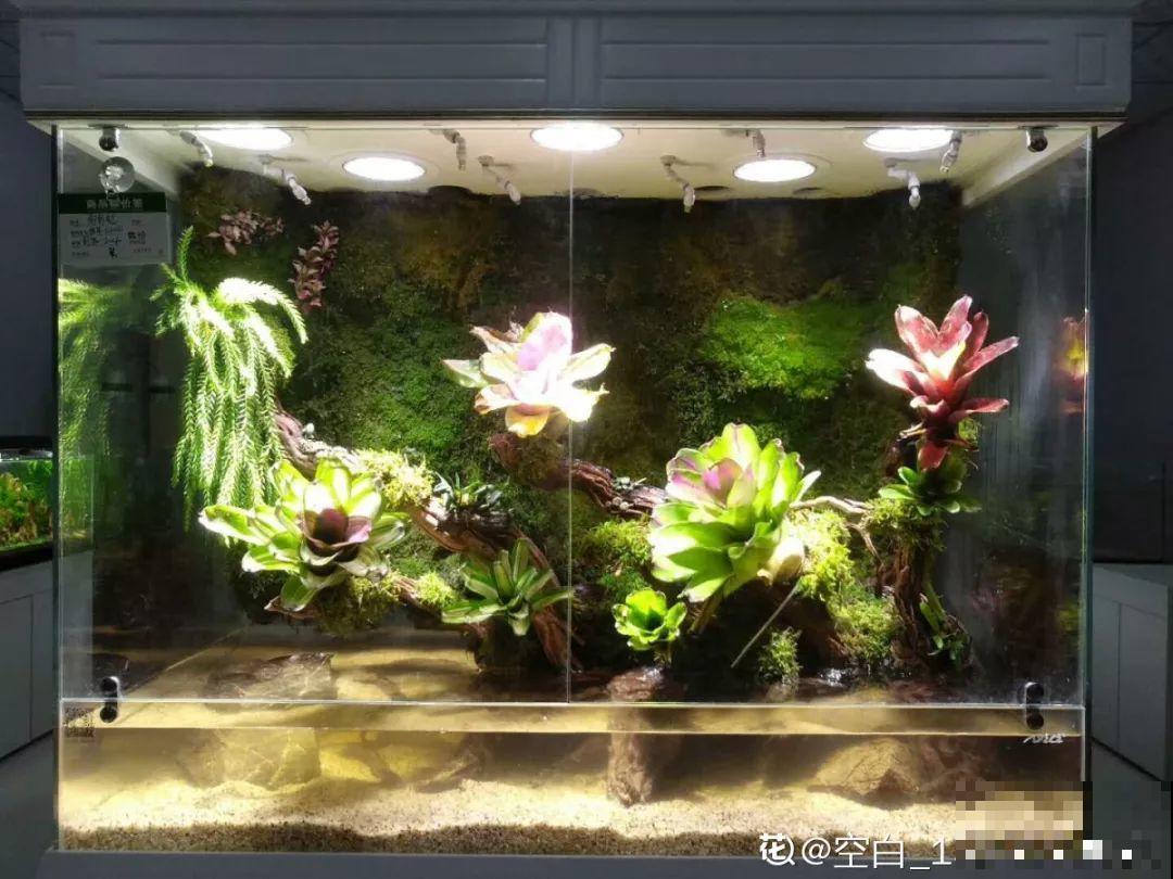 养不活的花丢鱼缸里，沾水立马就疯长，大冬天呼呼长不停！