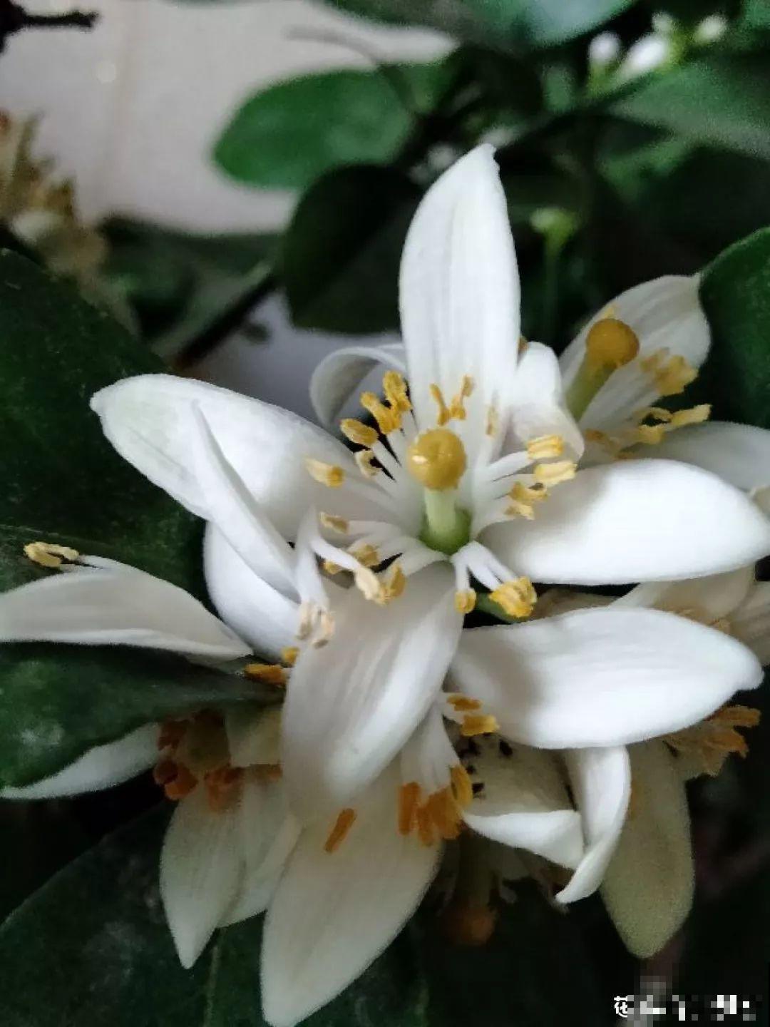 这4种花养在家里，就是一个小型的加湿器，不干不躁真舒服！