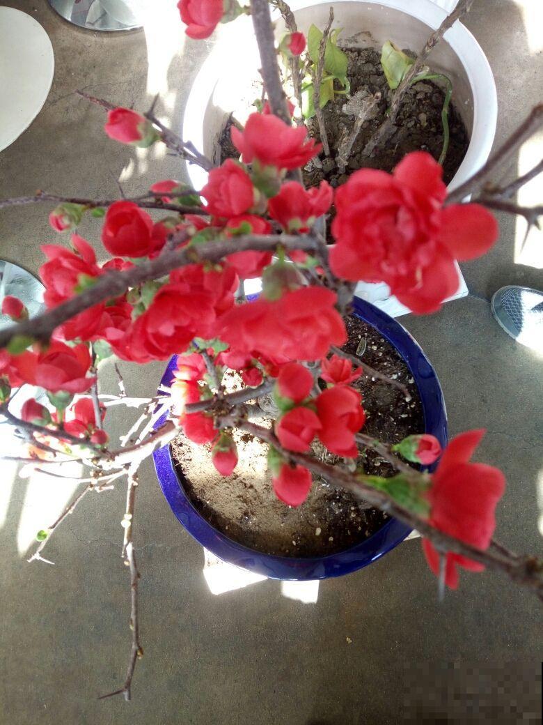 这花不怕冻，零下5度也能开，越冷越爱开花